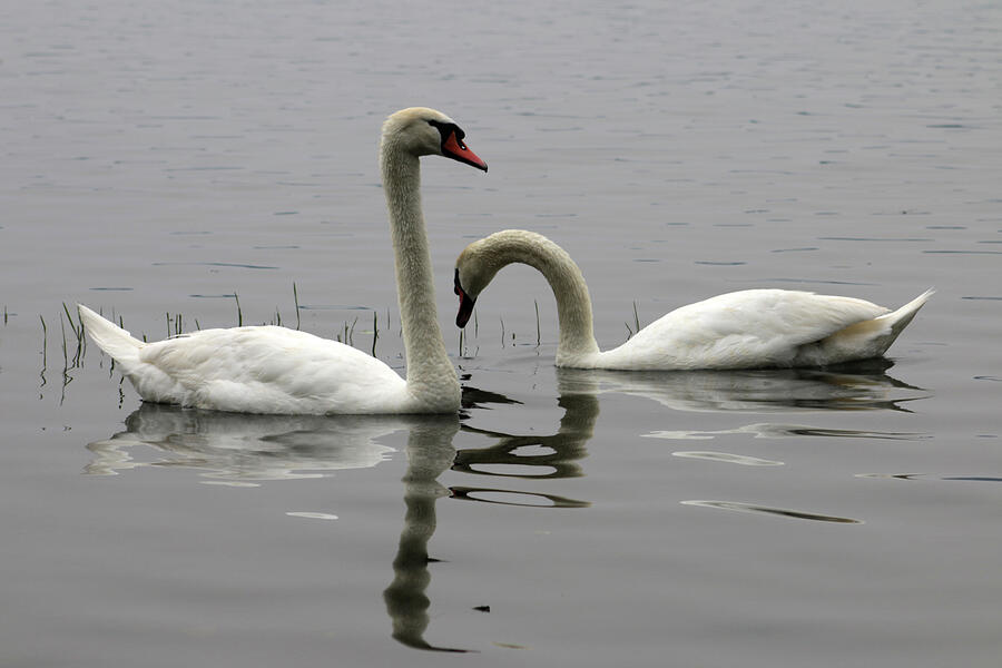 The Swanses Union Photograph by Soraya DApuzzo The Swanses Union Photograph by Soraya DApuzzo