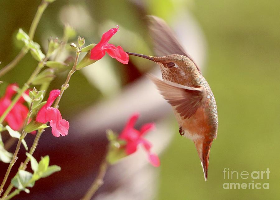 The Sweetest Hummingbird  Photograph by Carol Groenen