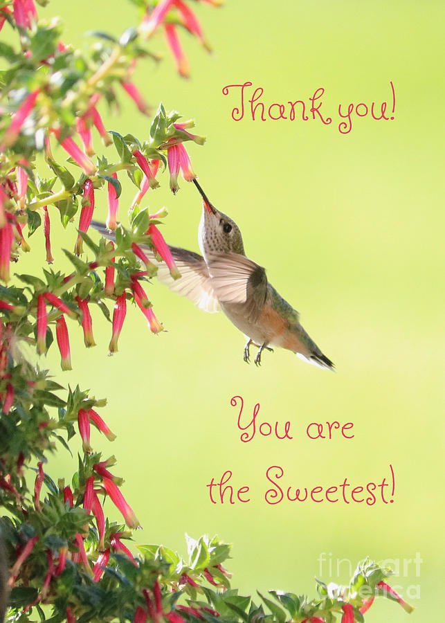 The Sweetest Hummingbird Thank You Photograph by Carol Groenen