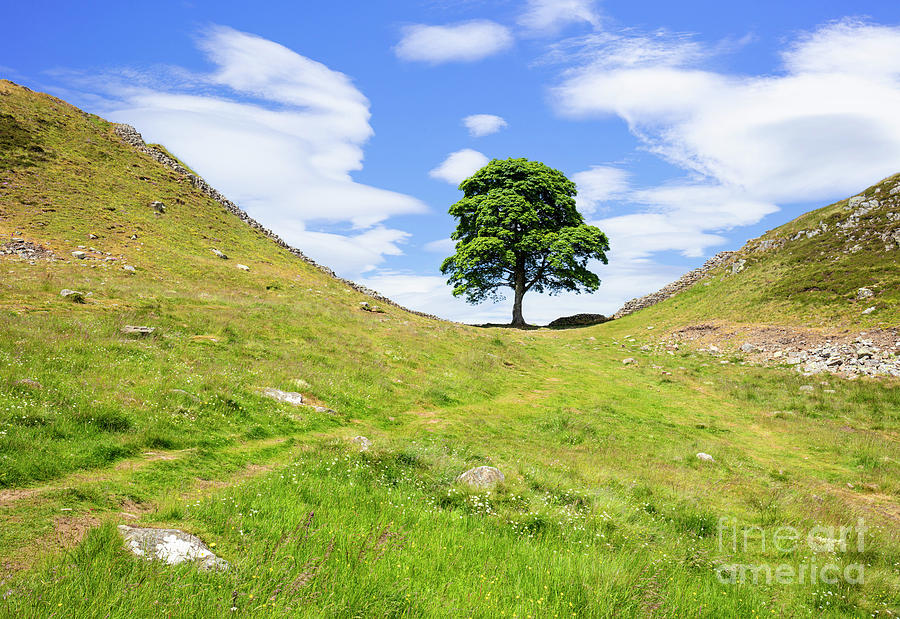 The Sycamore Gap Tree, Hadrians Wall, Northumberland England UK Photograph by Neale And Judith Clark