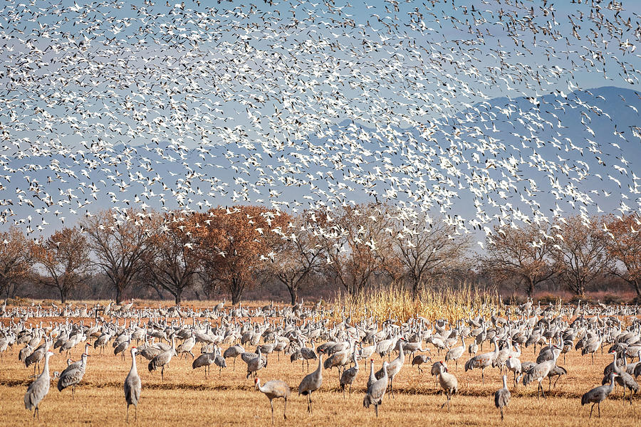 The Symphony of Migration - Snow Geese and Sandhill Cranes Photograph by Rebecca Herranen