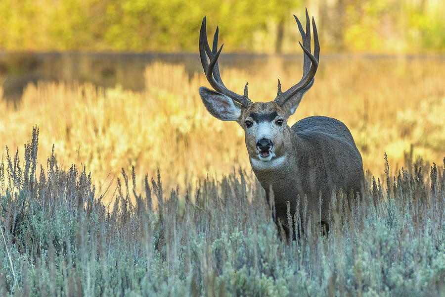 The Talkative Mule Deer Buck Photograph by Yeates Photography