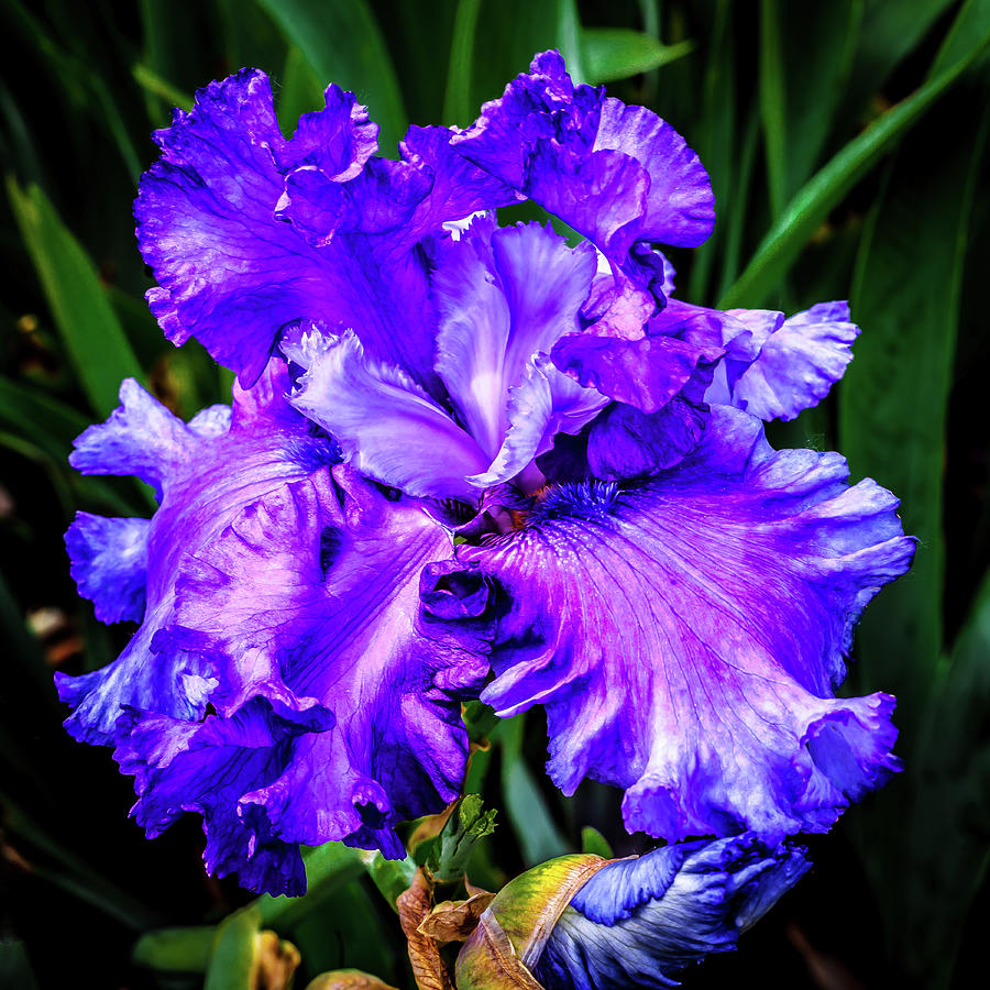 The Tall Bearded Iris Photograph by David Patterson