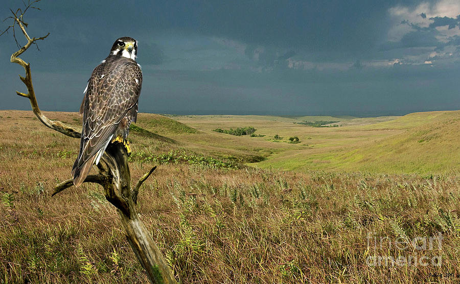The Tall Grass Prairie, Kansas, Peregrine Falcon Photograph by Thomas Pollart