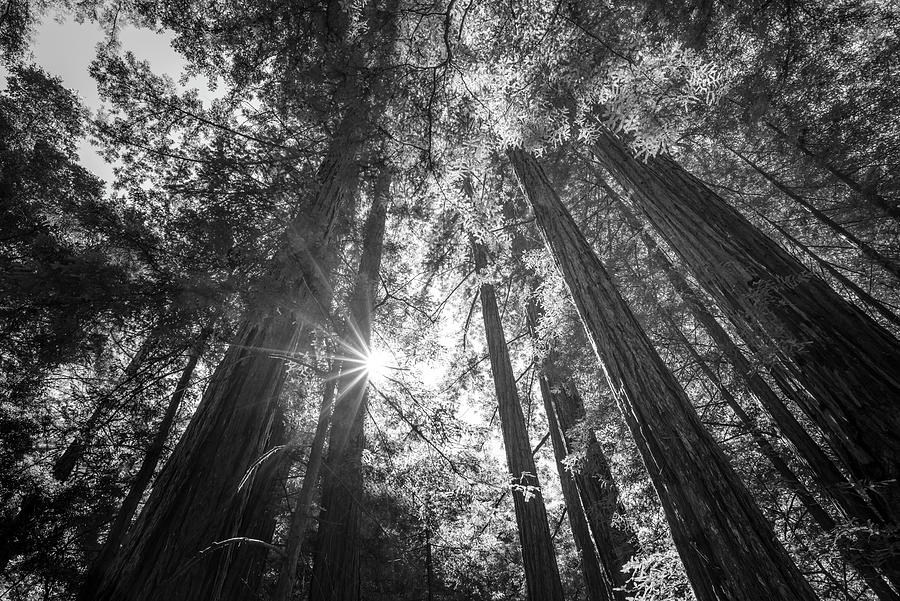 The Tallest Redwoods Monochrome Photograph by Joseph S Giacalone