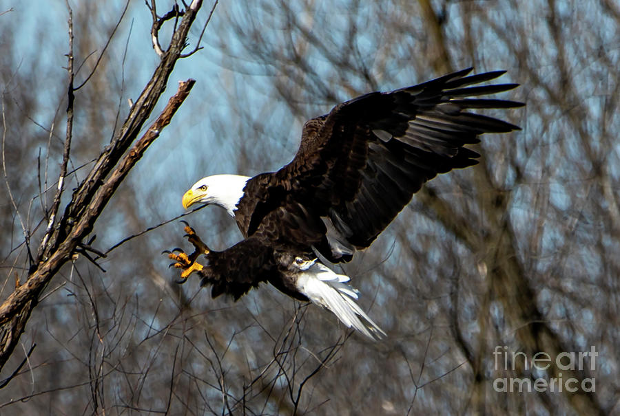 The Talons of an Eagle Photograph by Sandra Js