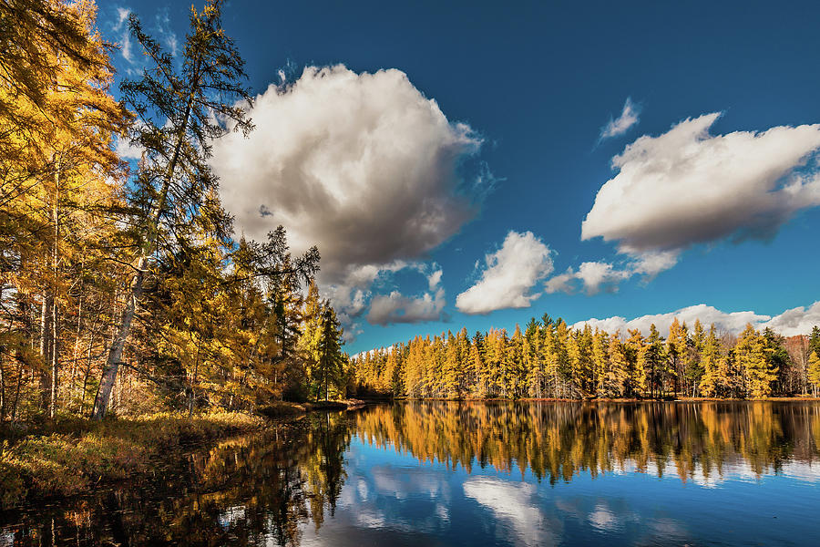 The Tamarack Forest Photograph by David Patterson