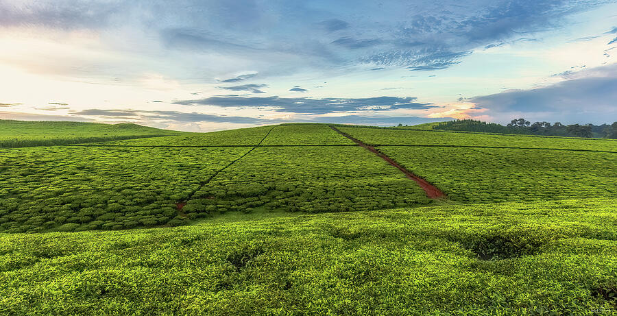 The Tea Fields of Uganda Photograph by Rick Furmanek