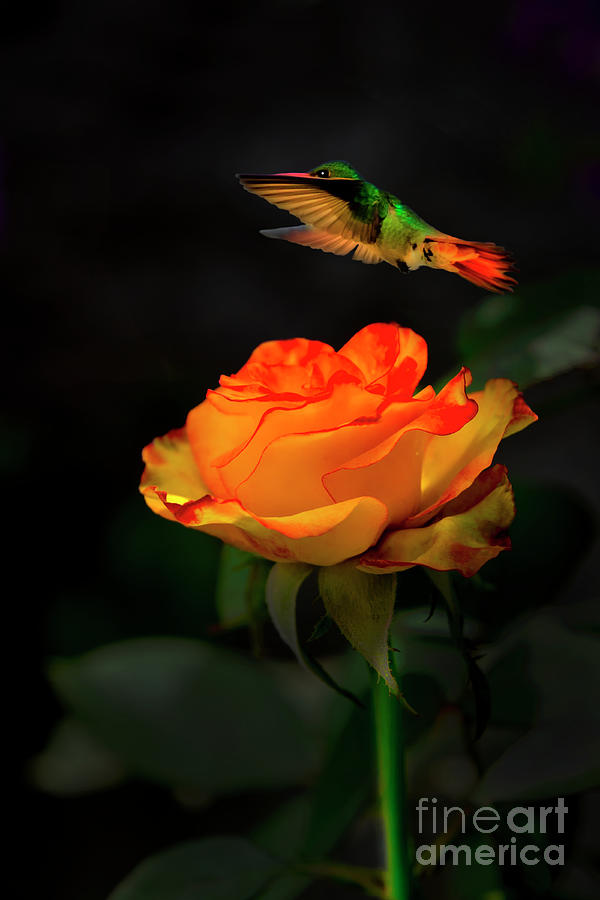 The Tea Rose And The Hummingbird Photograph by Al Bourassa
