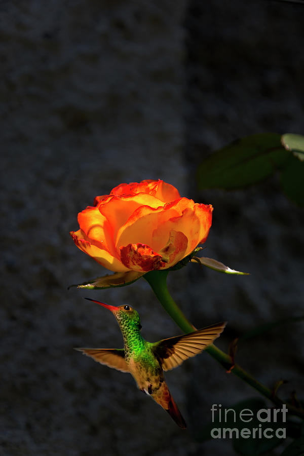 The Tea Rose And The Hummingbird II Photograph by Al Bourassa