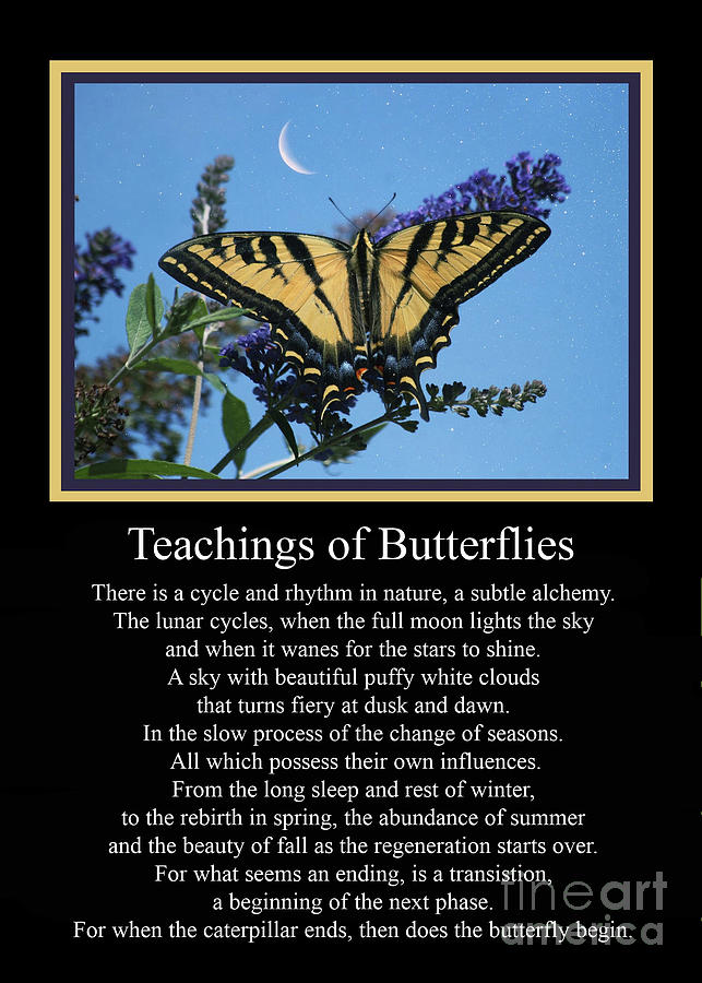 The Teachings Of Butterflies Spiritual Transition Sympathy Alchemy Metaphysical  Photograph by Stephanie Laird