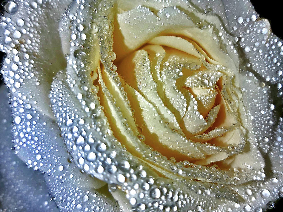Rose Digital Art - The Tears of the Rose. by Andy i Za