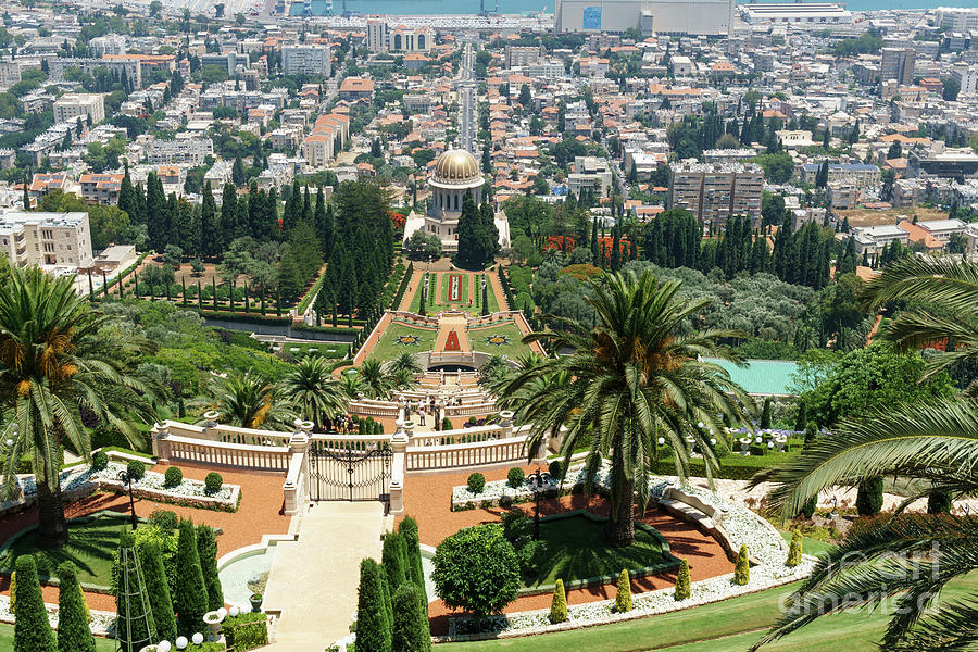 The terraces of the Bahai Gardens flow down to the Shrine of the Photograph by William Kuta
