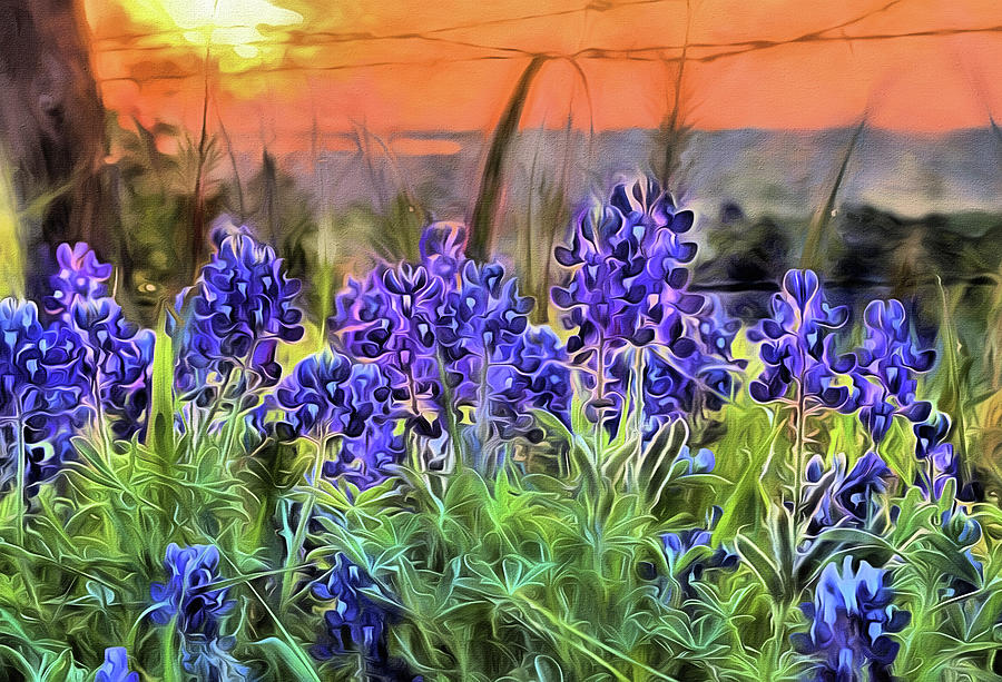 The Texas Bluebonnet Sunrise Photograph by JC Findley