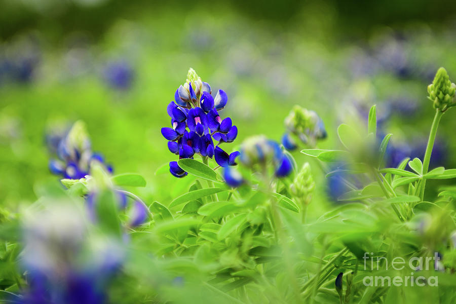 The Texas bluebonnet,Texas lupine Photograph by Venura Herath