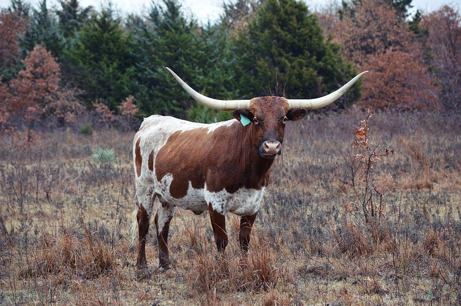The Texas Longhorn Cow in Texas Photograph by Gaby Ethington