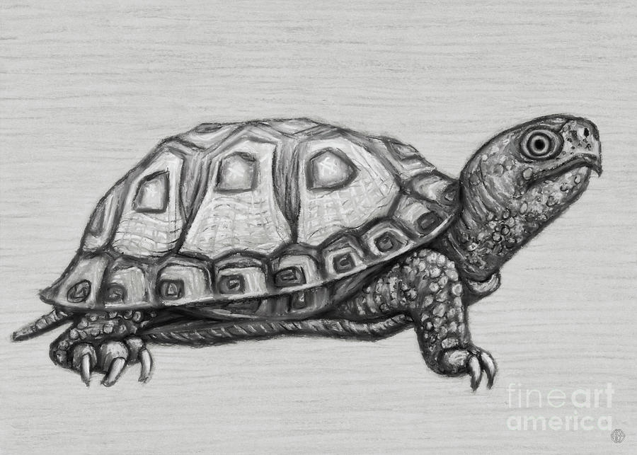 Pencil Sketch,of a turtle - Arthub.ai