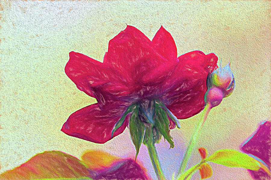 The Textured Rose  Digital Art by Debra Martz
