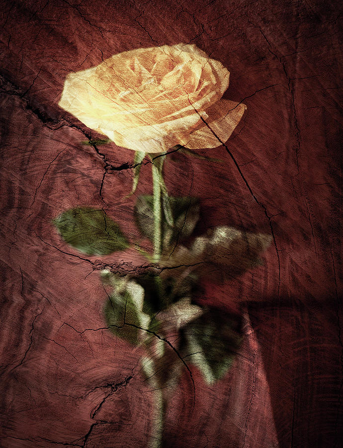 Still Life Photograph - The Textured Rose by Riley