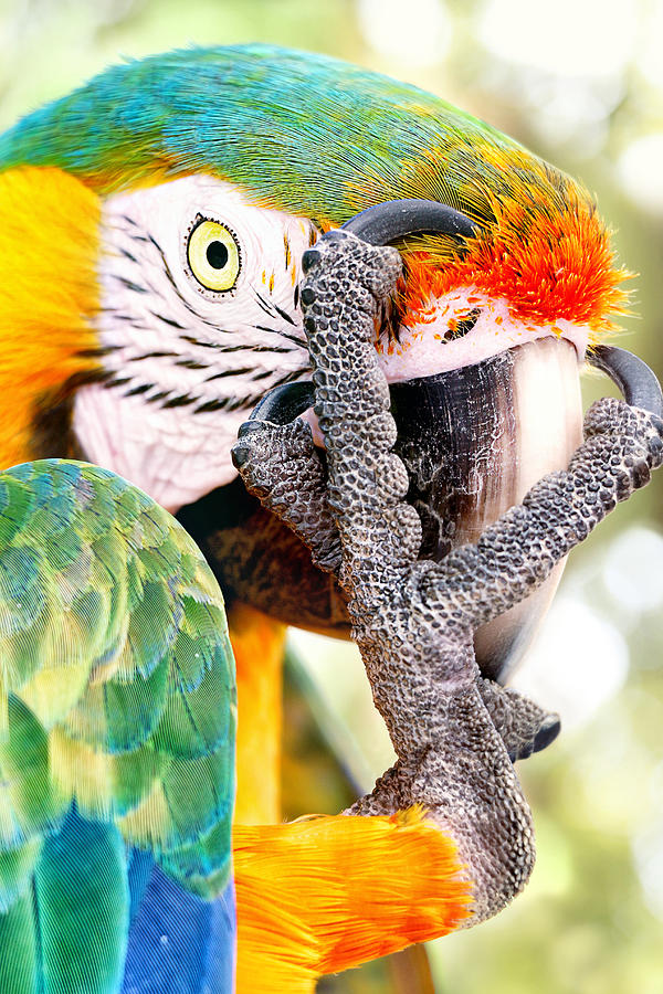 Parrot Photograph - The Thinker by Iryna Goodall