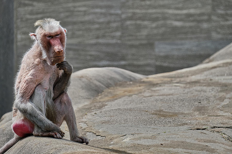 The Thinking Monkey Photograph by Rabiri Us