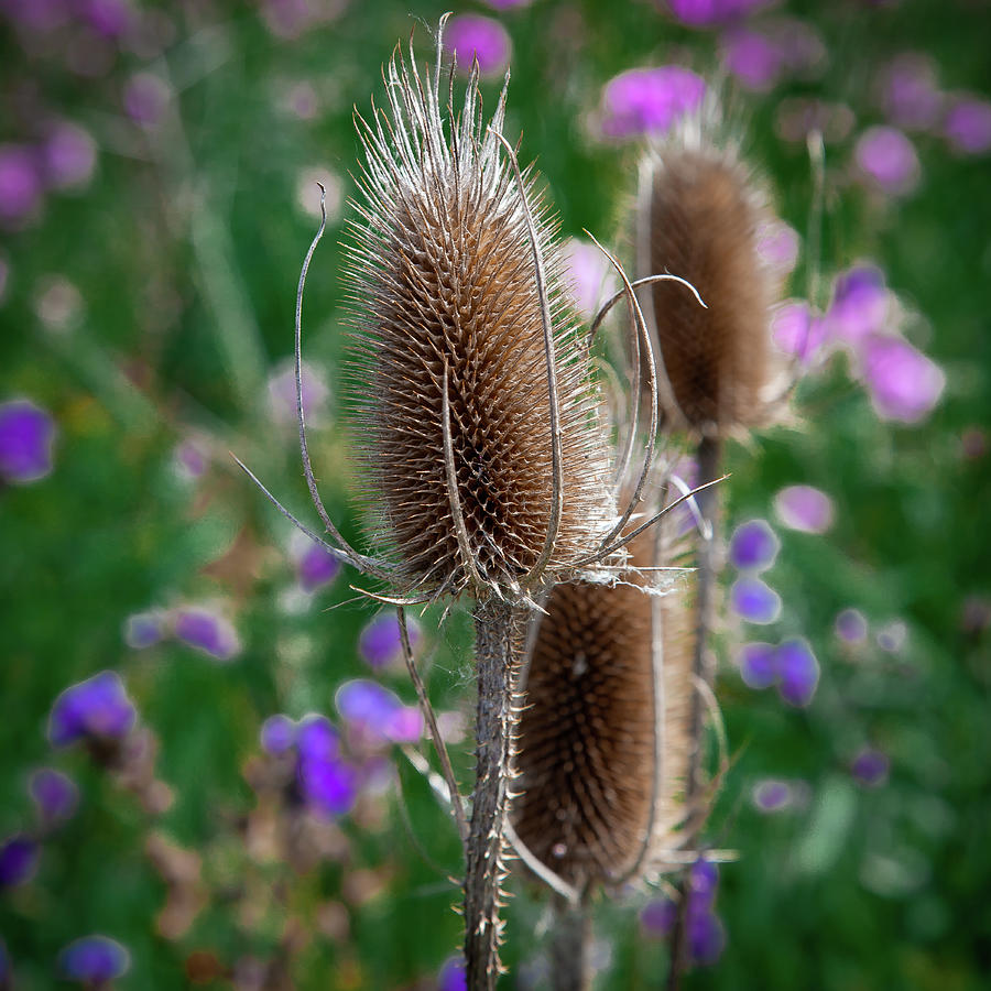 The Teasel Photograph by David Patterson