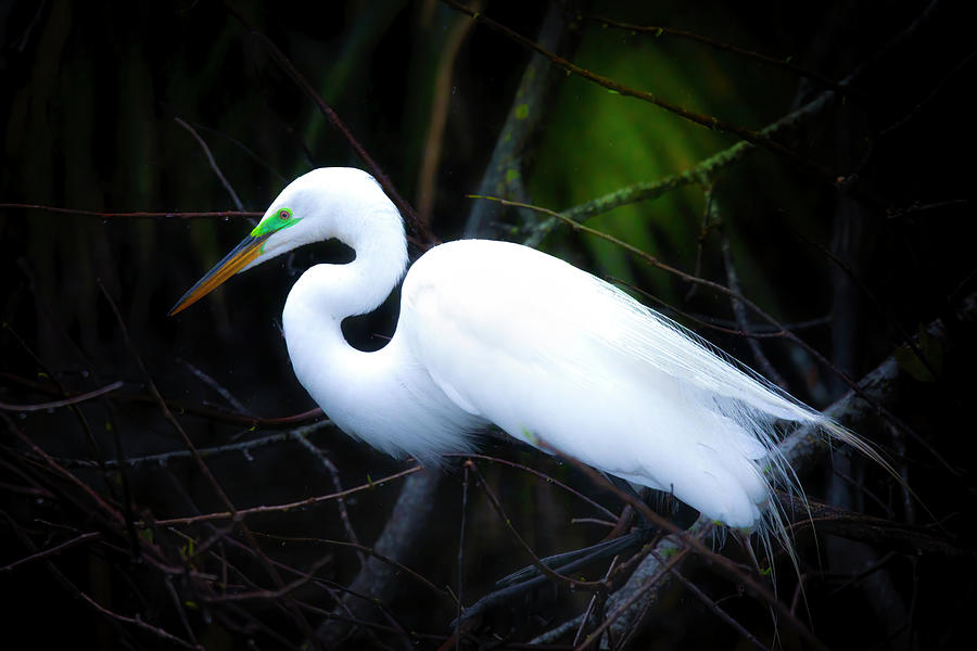 The Thoughtful Egret Photograph by Mark Andrew Thomas