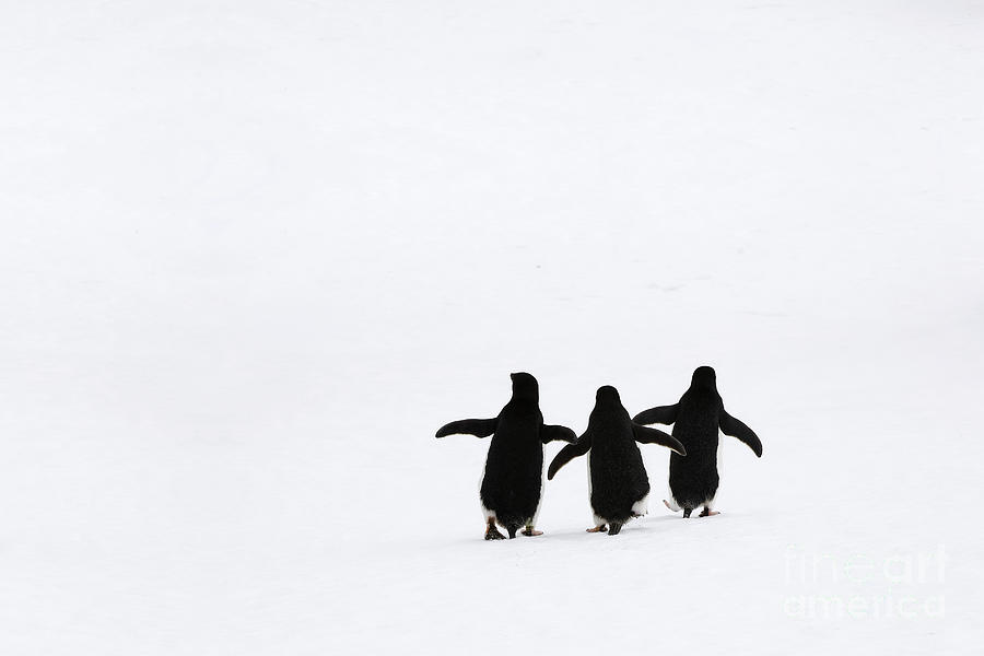 The Three Amigos - Adelie Penguins in Antarctica  Photograph by Tom Schwabel