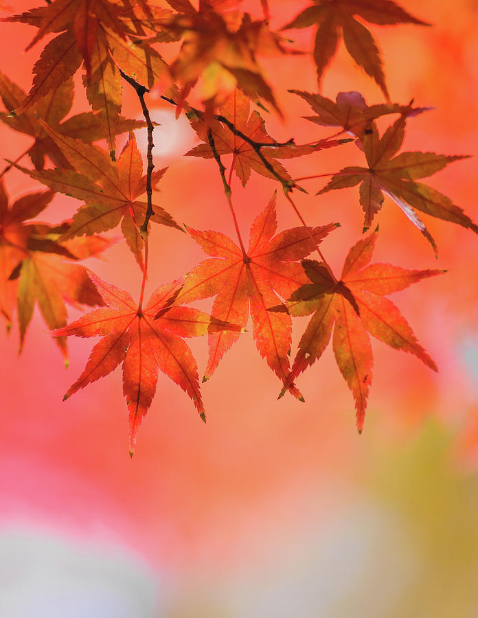 Autumn leaves of Japan Photograph by Jordan McChesney - Fine Art America