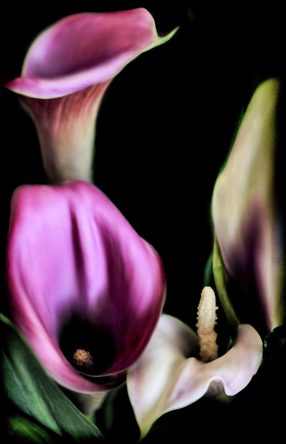 The Three Calla Lilies Photograph by Sally Bauer