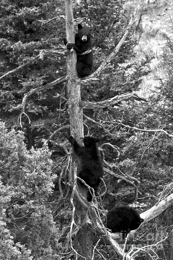 The Three Climbers Black And White Photograph by Adam Jewell