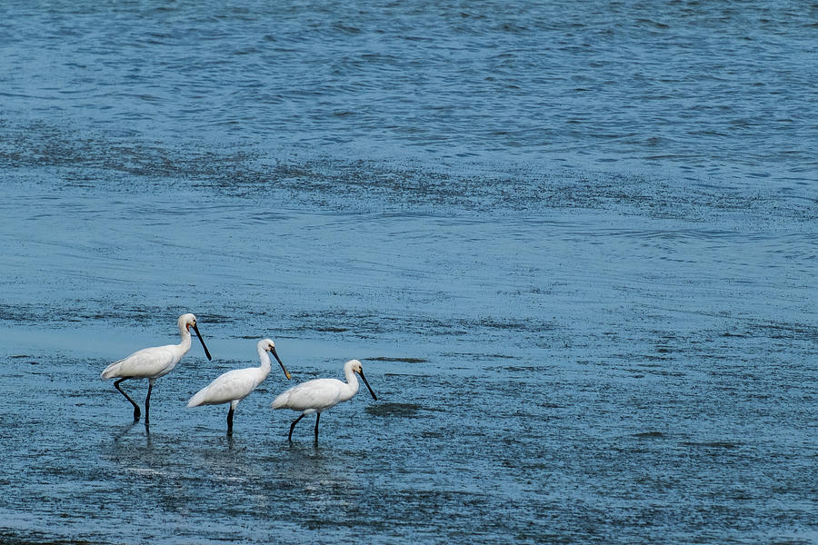 The Three Egrets Photograph by Arj Munoz