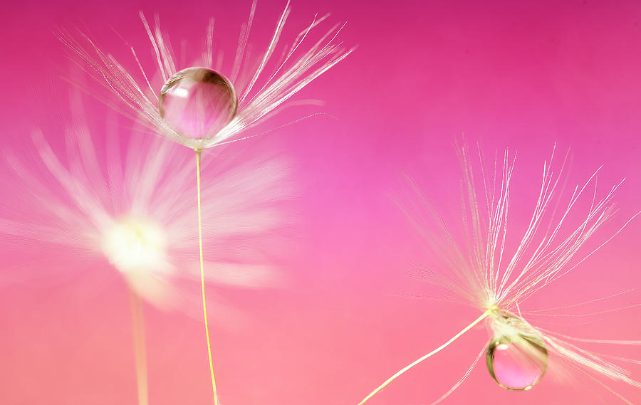 The Three Fairy's Photograph by Darren Wilkes - Fine Art America