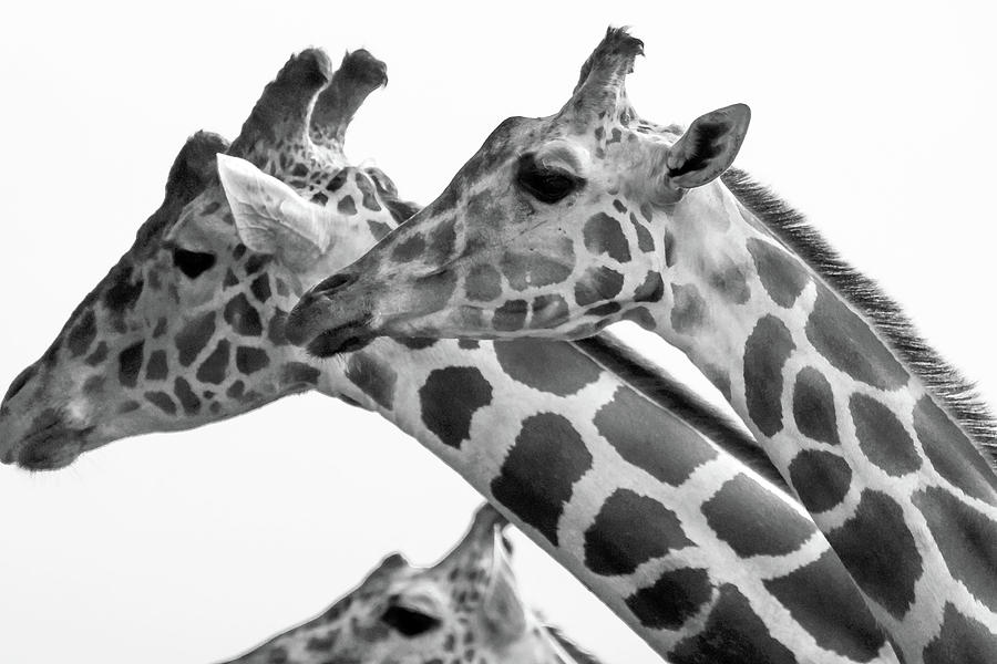 The Three Giraffes Photograph