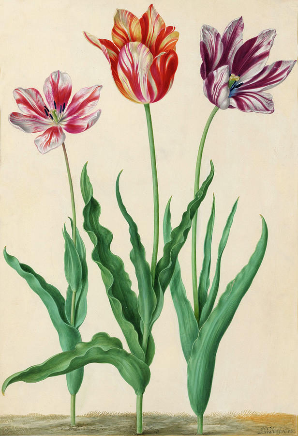 The Three Great Tulips from 17th Century Drawing by Mark White - Fine ...