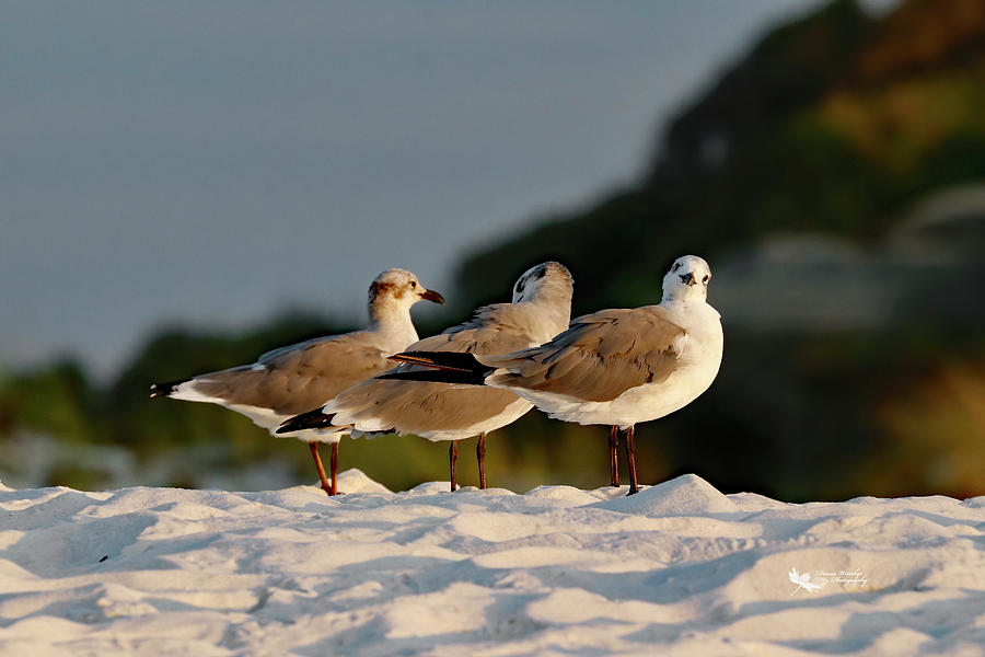 The Three Gulls Photograph by Denise Winship