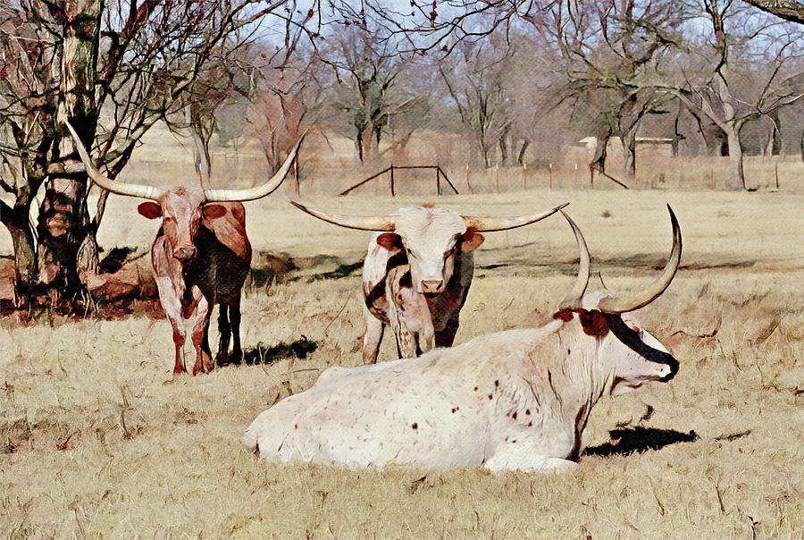 The Three MusCowteers in Texas Digital Art by Gaby Ethington