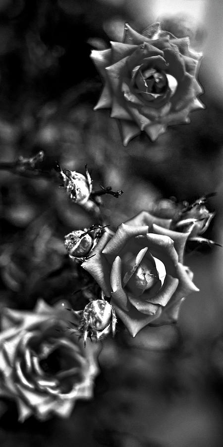 The three grey roses  Photograph by Al Fio Bonina