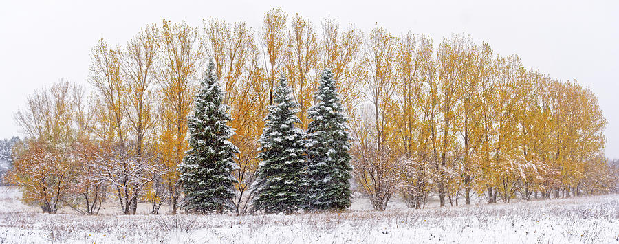 The Three Sisters - three evergreens with autumn foliage poplars in snowstorm Photograph by Peter Herman