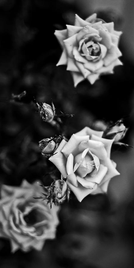 The three white roses Photograph by Al Fio Bonina