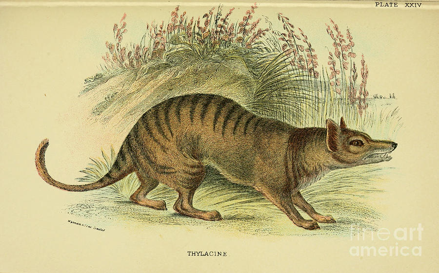 The thylacine Thylacinus cynocephalus x2 Drawing by Historic ...