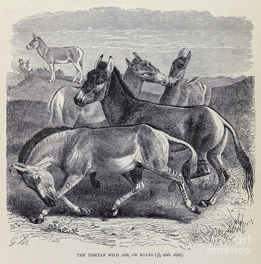 THE TIBETAN WILD ASS, OR KIANG s1 Drawing by Historic illustrations ...