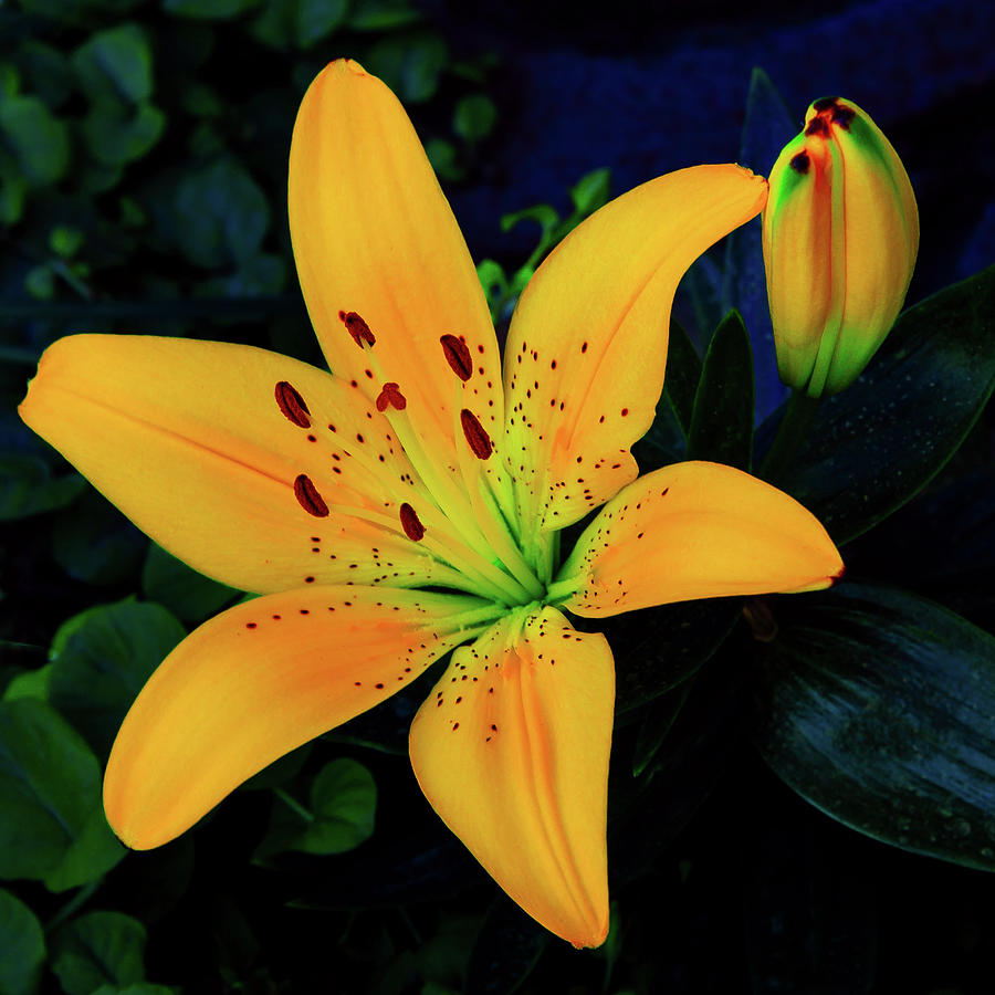 The Tiger Lily Photograph by David Patterson