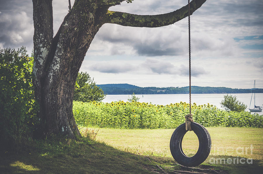 The Tire Swing Photograph by Alana Ranney