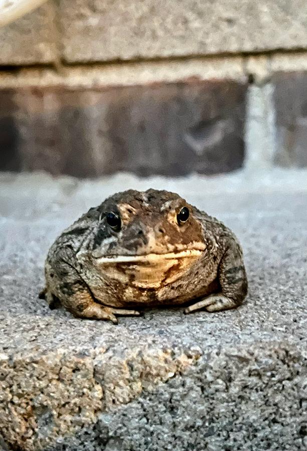 The Toad Life Photograph by Mandy Bullis - Fine Art America