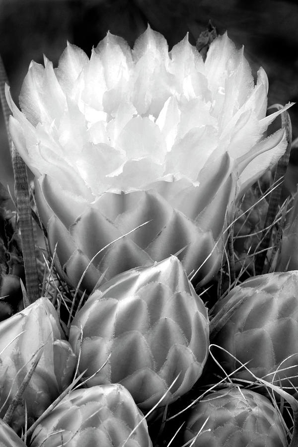 Saguaro National Park Photograph - THE TORCH, in Black and White by Douglas Taylor