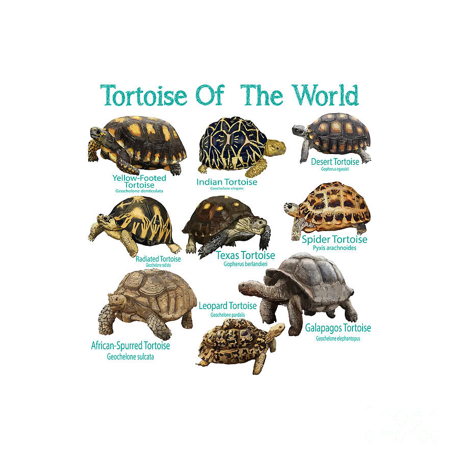 The Tortoise Of The World Best Digital Art by MasterCollection | Fine ...