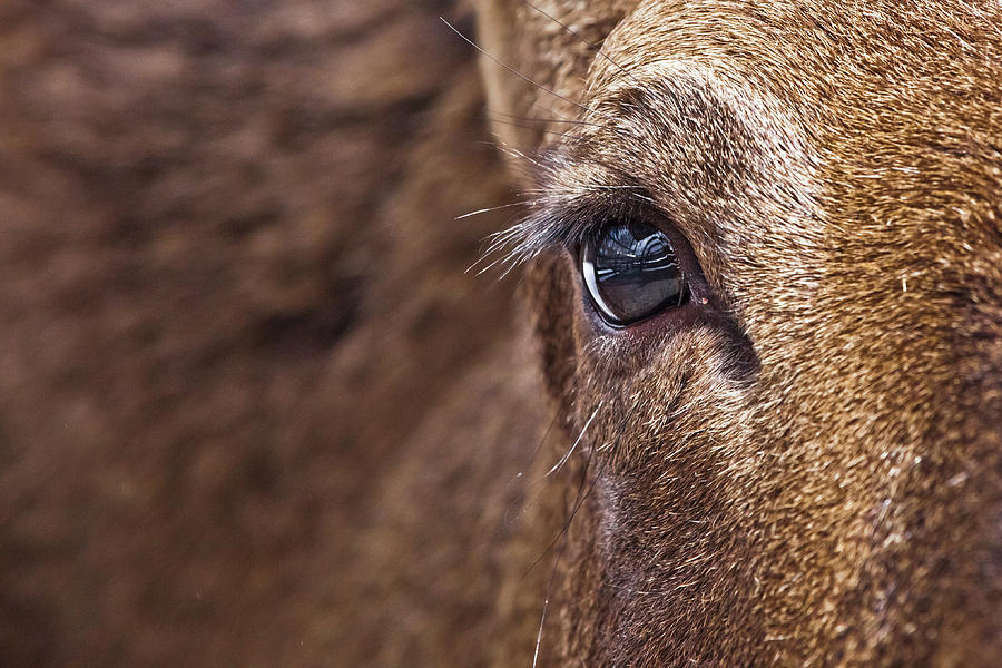 The touching eye of an elk, brown wool, Photograph by Michael Semenov