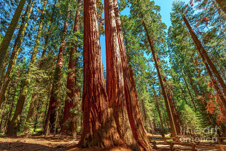The Tough Twins sequoia trees Photograph by Benny Marty