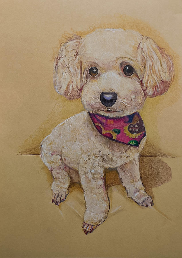 The Toy Poodle Drawing by Tim Ernst